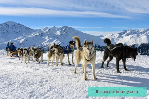 狗拉雪橇灵敏选材，反应快耐力好的犬优先入队